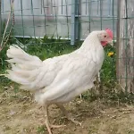 Tana Del Bianconiglio Prataccio